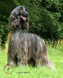 Afghan Hound 9R076D-111